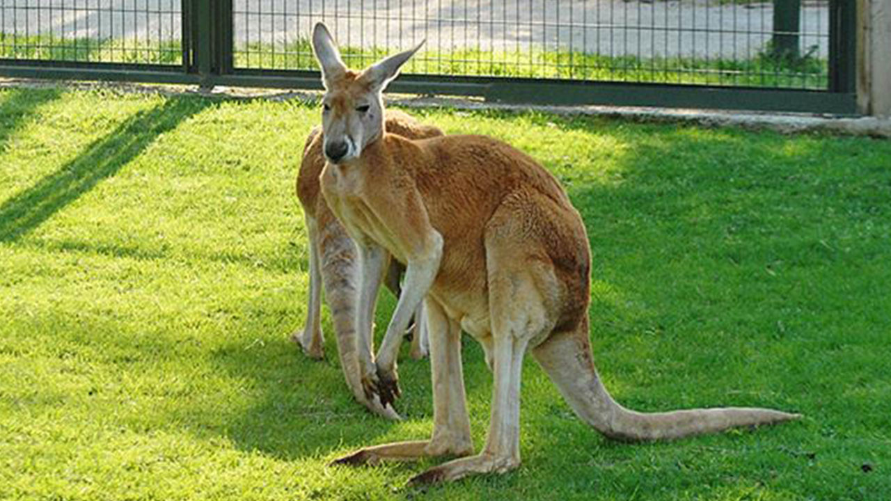Avustralya'da 5 milyon kanguru itlaf edilecek: Karar acımasızca ve ticari çıkar için yapılıyor