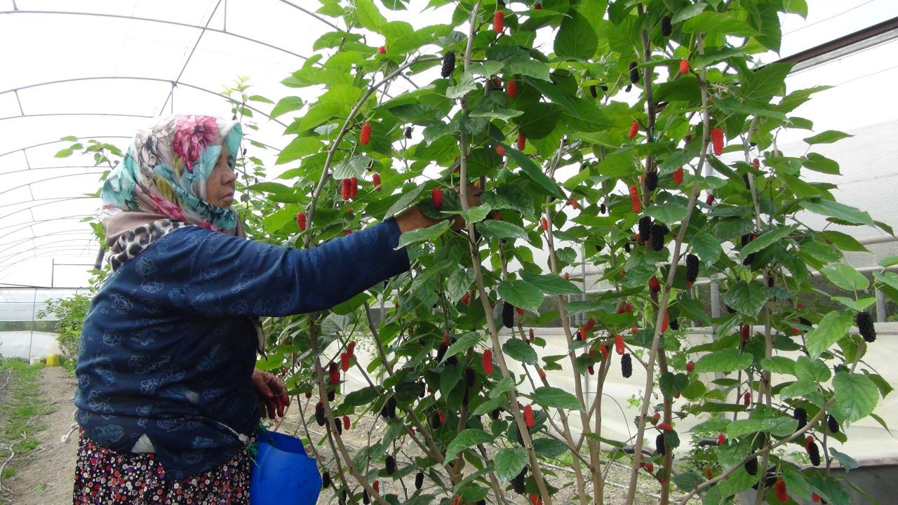 Hasat başladı: Kilosu 50 liradan Katar'a ihraç edilecek - Sayfa 4