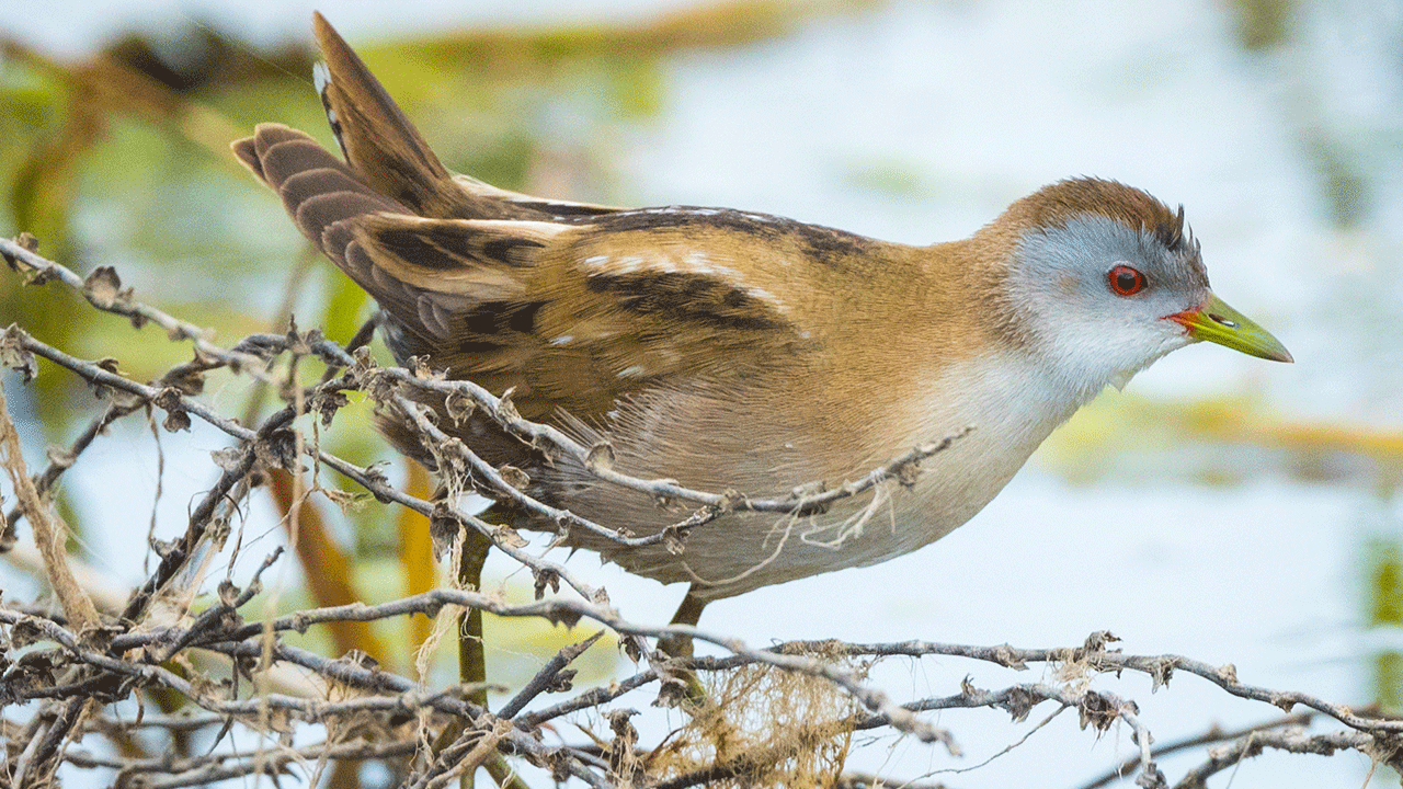 Antalya’da 361 kuş türü gözlemlendi