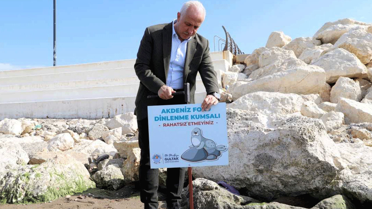 Mersin'de Akdeniz fokları için uyarı tabelası yerleştirildi