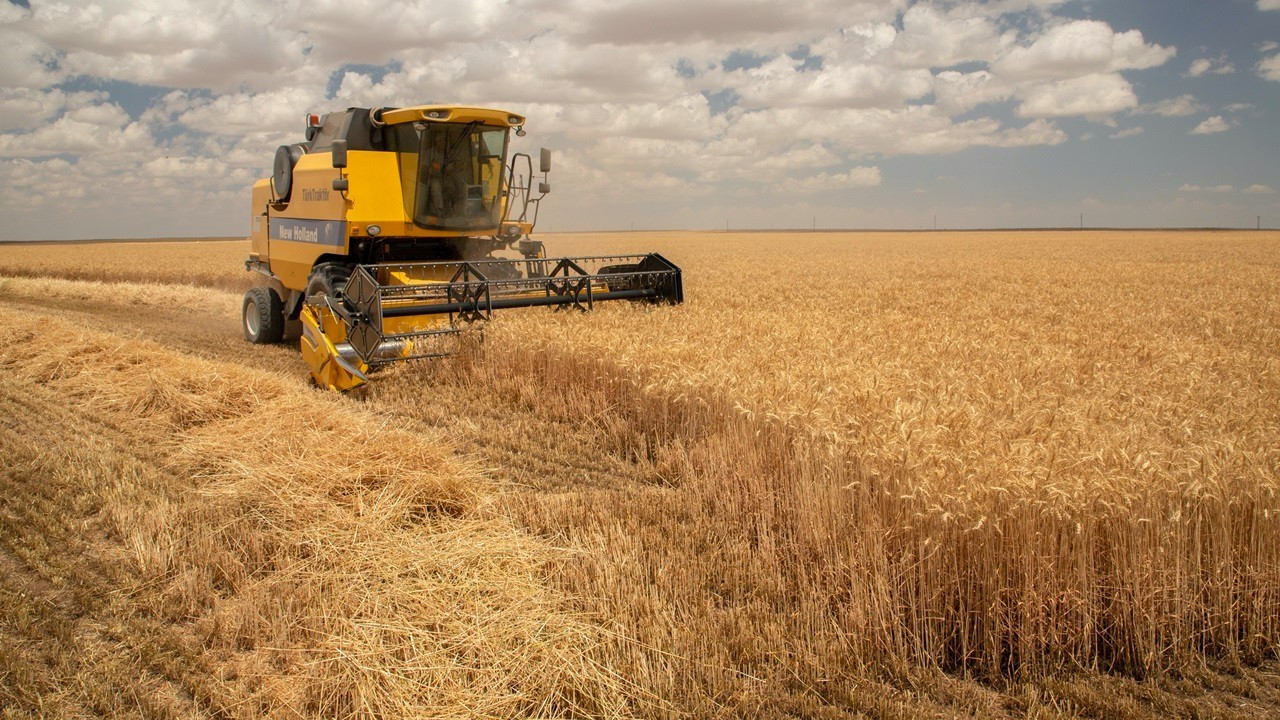 Emtia fiyatlarında bugün: Buğday, soya fasulyesi ve mısırda son durum