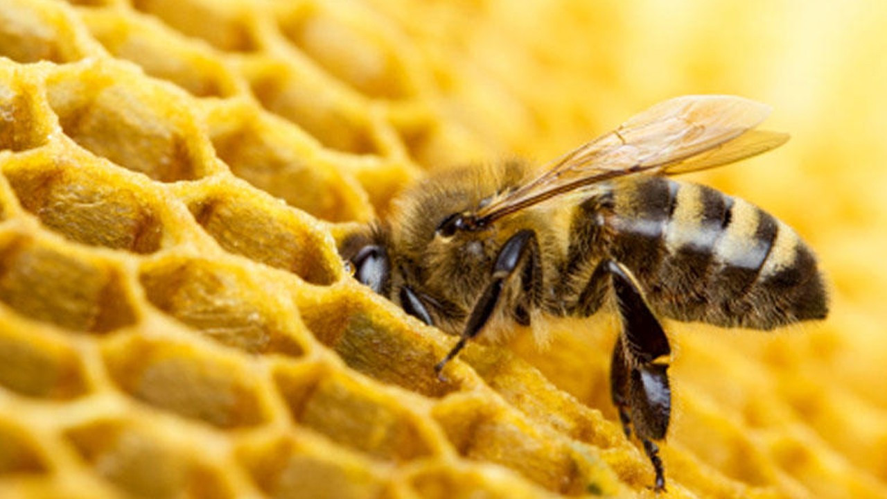 Brezilya'da 100 milyondan fazla arı ölü bulundu