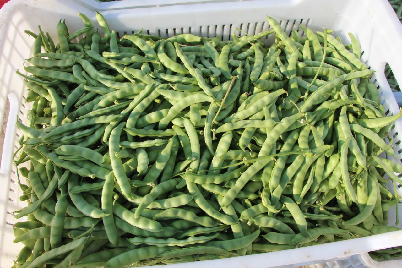 Pazar boncuğu fasulyesinde hasat başladı: Kilosu 50 liradan satılacak - Sayfa 1