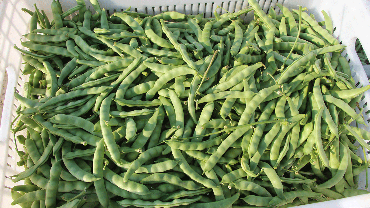 Pazar boncuğu fasulyesinde hasat başladı: Kilosu 50 liradan satılacak