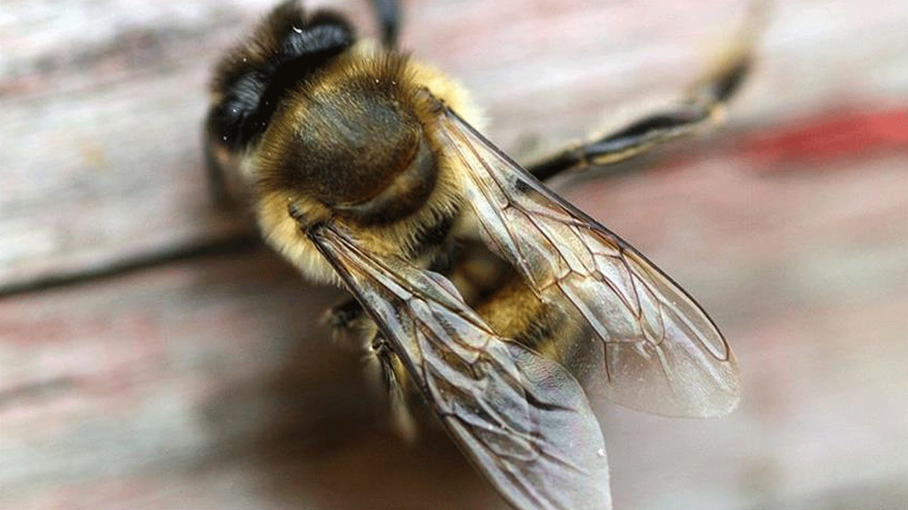 Bodrum'da arı sokması sonucu fenalaşan kişi hayatını kaybetti