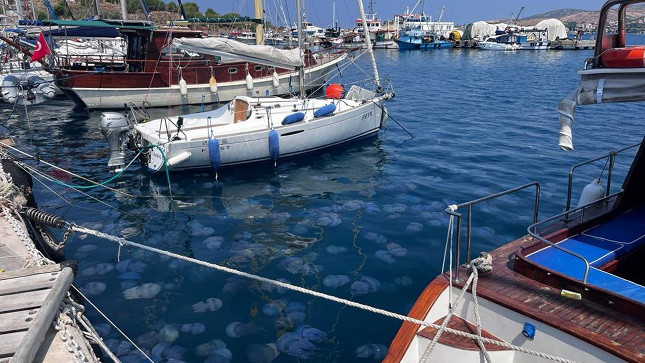 İzmir'de deniz anası yoğunluğu: Doçentten 'Sakın dokunmayın' uyarısı