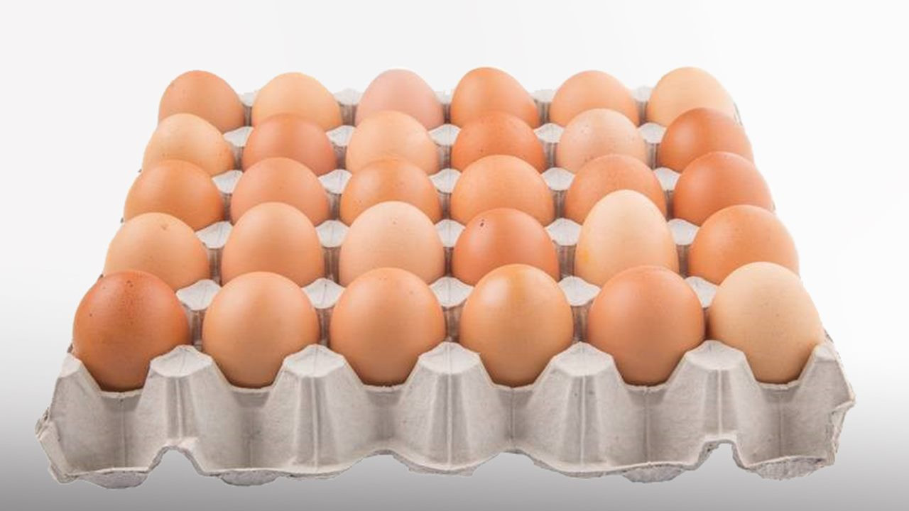 Yumurta ihracatını ‘damızlık’ sırtlıyor