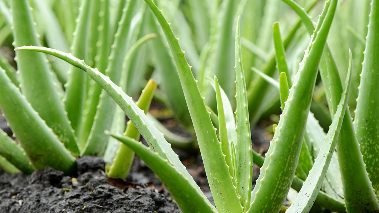 Aloe veranın kabuğu ekinleri böcekten koruyor