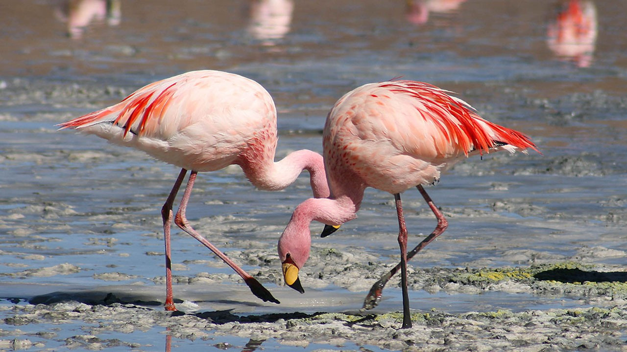 Flamingolar için tehlike çanları çalıyor