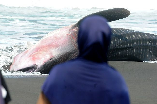 Endonezya'da dev balina köpekbalığı kıyıya vurdu - Sayfa 2