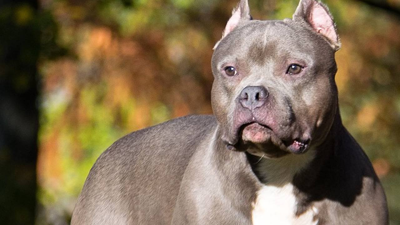 İngiltere bir kişiyi öldüren American Bully XL köpeklerini yasaklıyor