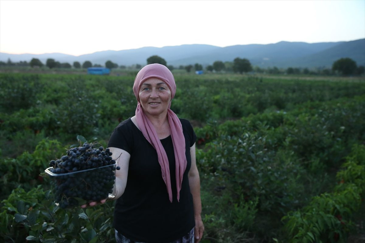 Kadın muhtar "süper meyve"yi köyüne kazandırdı - Sayfa 6