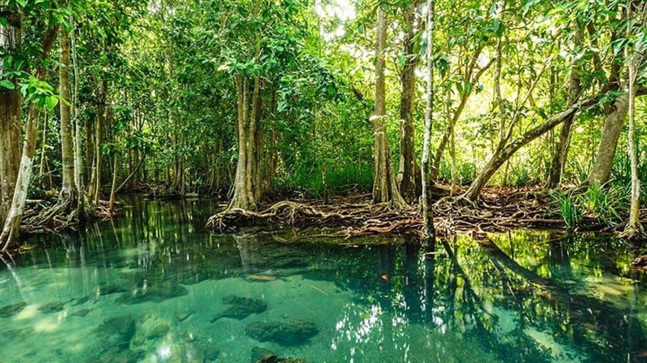 Mangrov ormanları doğal afetlere bariyer olabilir