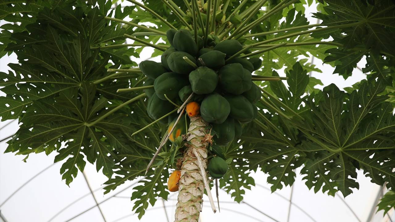 Antalya'da papaya üretimi artıyor