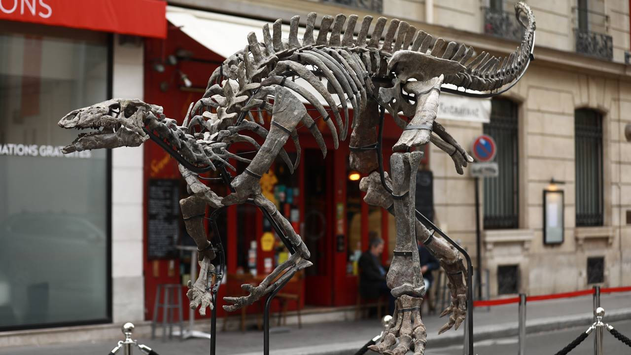 150 milyon yıllık dinozor iskeleti açık artırmada