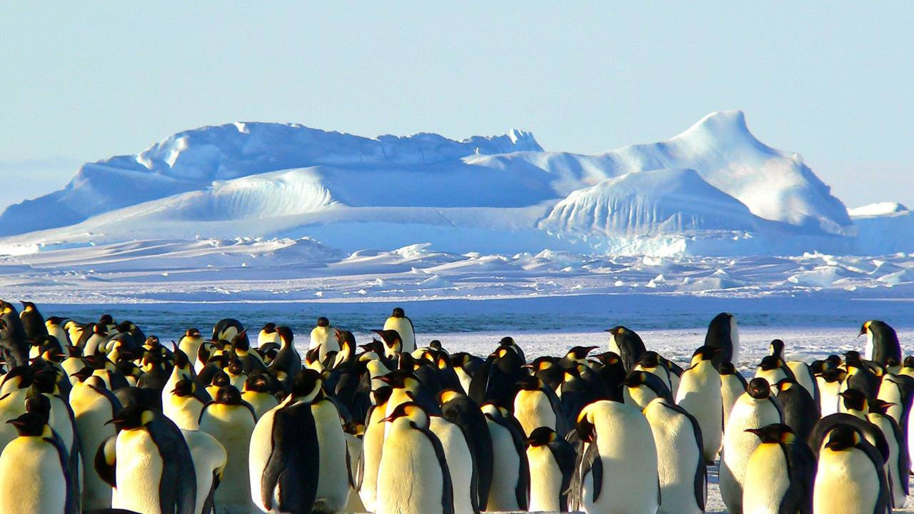 Yabani hayat tehlikede: Antarktika'da ilk kez kuş gribi tespit edildi