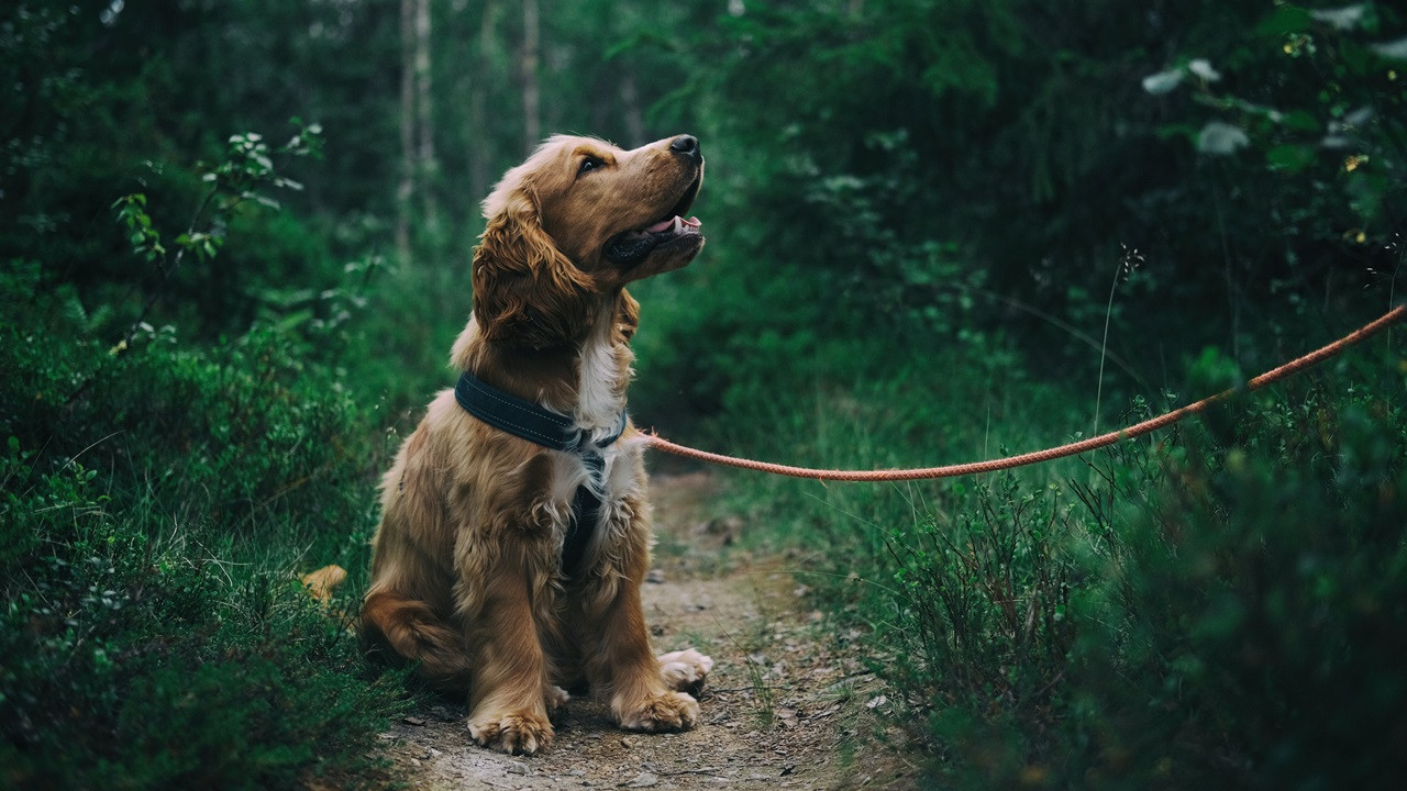 Hollanda'da köpek beslemek isteyene zorunlu kurs geliyor