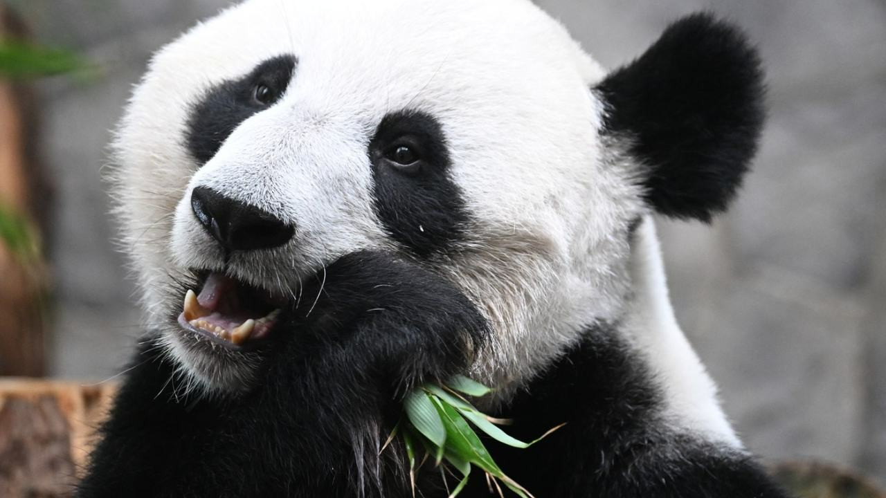 Japonya'nın en yaşlı pandası 