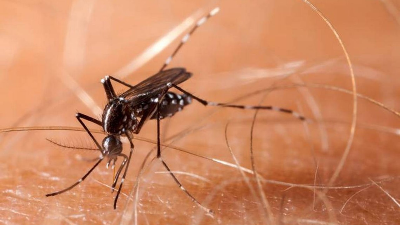 Avrupa'da sivrisinekler salgın başlattı