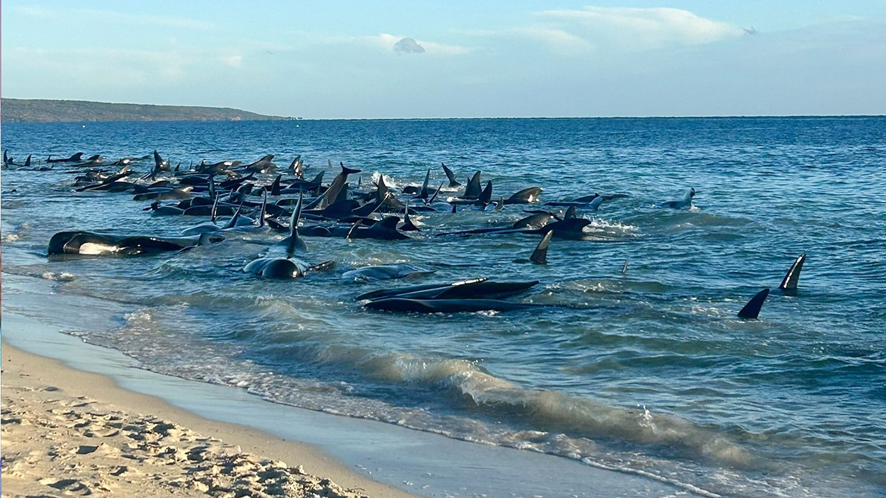 Balinalar kıyıya vurdu: 28'i öldü