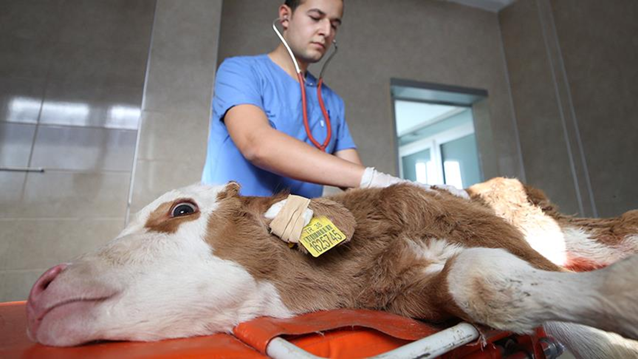 Kastamonu'da büyükbaş hayvanların sağlığı akademisyenlere emanet