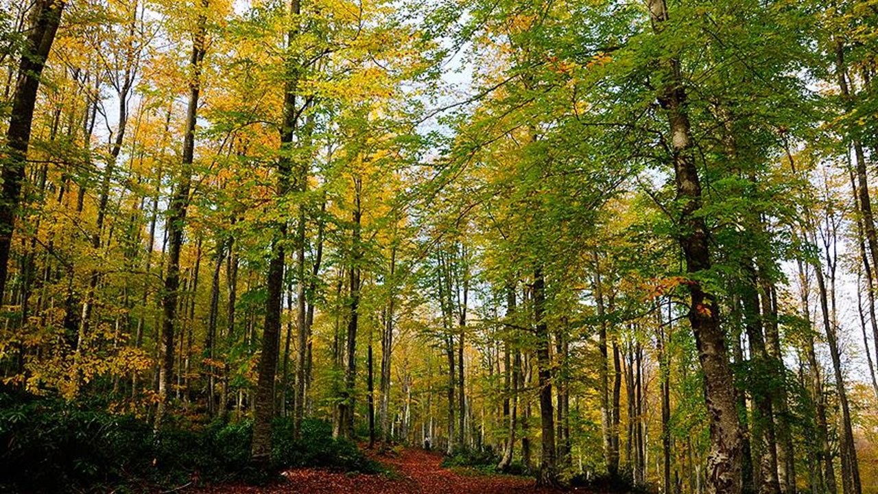 Sinop'ta ormanlardan atık malzemeler toplandı