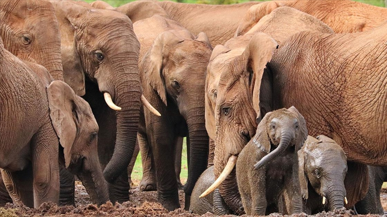 Filler, durum, cinsiyet ve statüye göre selam şekillerini değiştiriyorlar