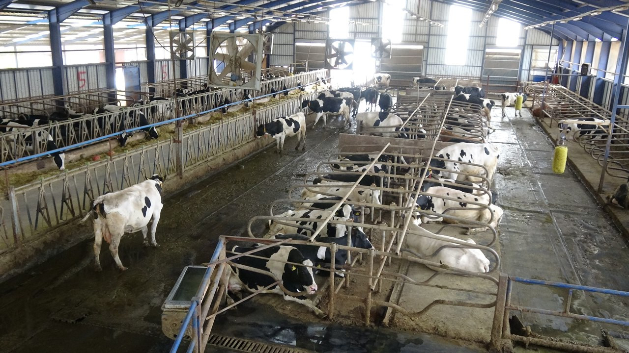 Araştırma: Türk müziği dinletilen ineklerin süt verimi arttı