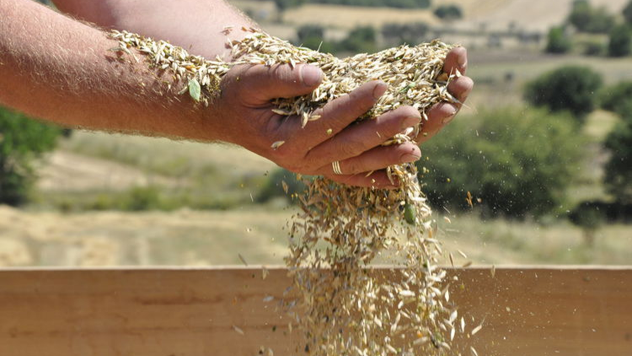 Kastamonu'nun 'Hitit buğdayı' olarak bilinen siyezi Orta Doğu pazarına açılacak