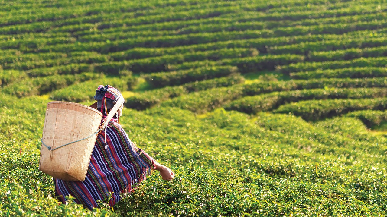Çay fiyatının üçte biri işçiliğe gidiyor