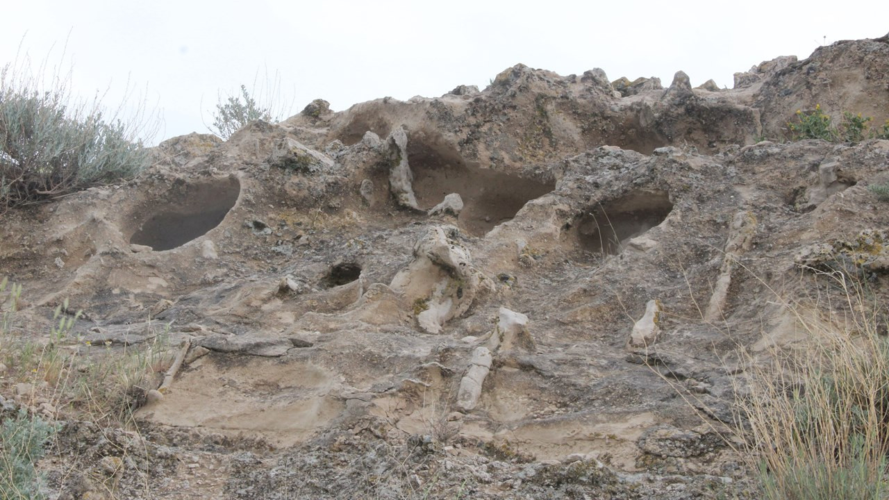 Kayseri'de 10 milyon yıllık orman bulundu