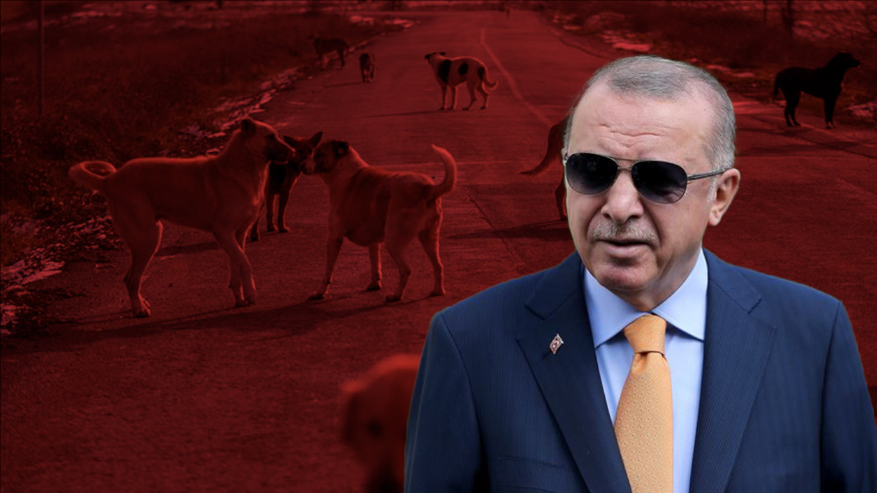 Erdoğan'dan sokak hayvanları tepkisi: Ne bekliyorsunuz, adım atın!