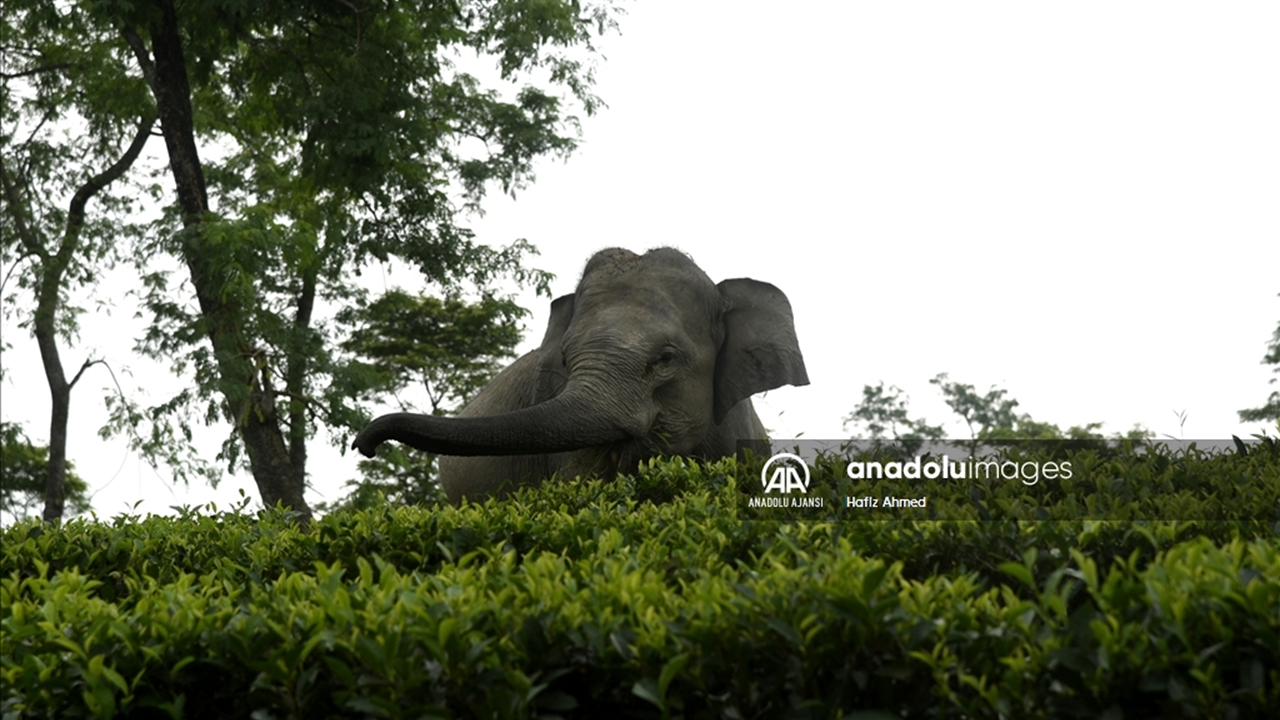 Hindistan'da fillerin hayatı yapay zekaya emanet