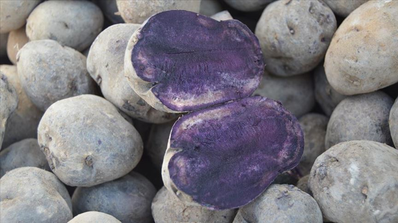 Erzurum'da mor patates üretimine başlandı