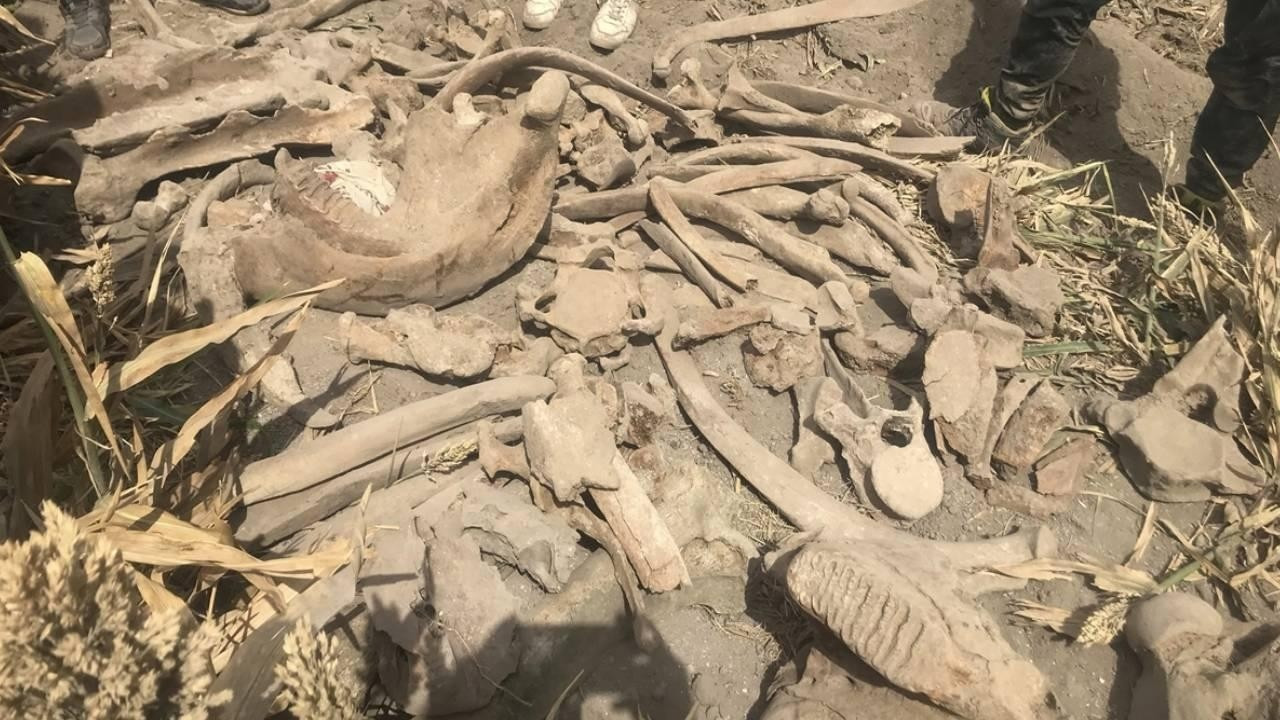 Fransa'da 2 bin yıllık at fosilleri içeren mezarlar bulundu
