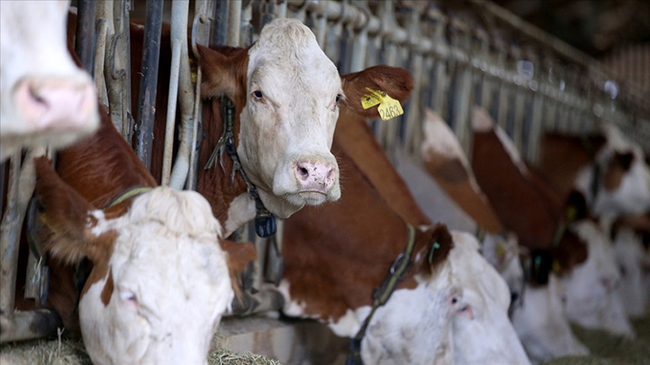 Sığır tüberkülozuna karşı hayvan transferi testlerinde AB standartı düzenlemesi