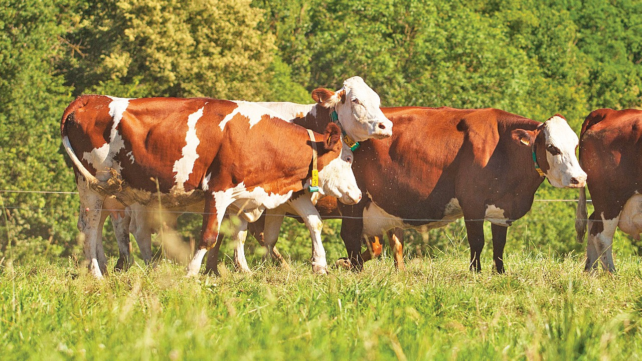 Süt inekleri maliyetlerden dolayı kesime gidiyor