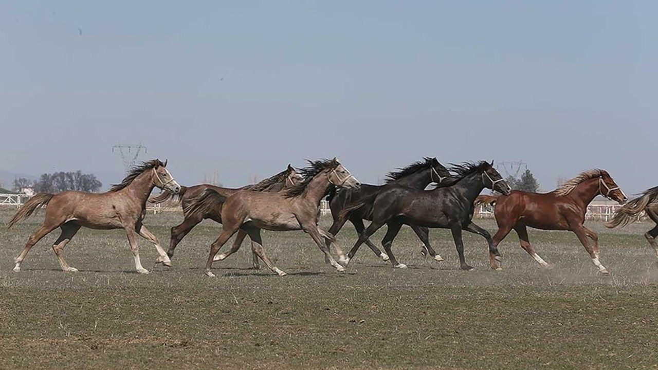 TİGEM 73 safkan Arap koşu tayı satacak