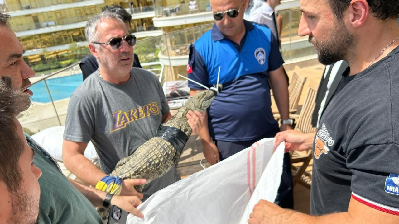 İstanbul'da evinde timsah besleyen kişi gözaltına alındı