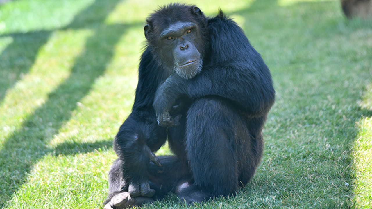 Şempanzeler organik antibiyotik içiyormuş