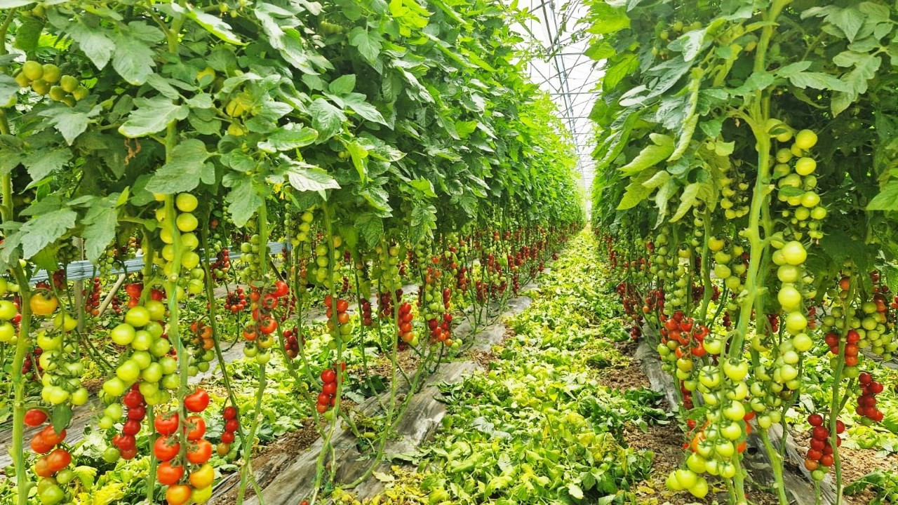 Karadeniz’in en büyük sebze serasında sezonun ilk domates hasadı yapıldı