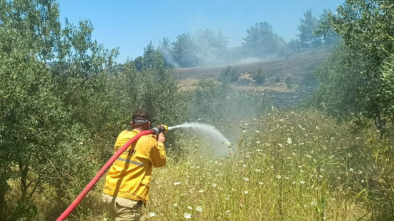 Adana'da anız yangını: Zeytinlik ve ormanlık alana sıçradı