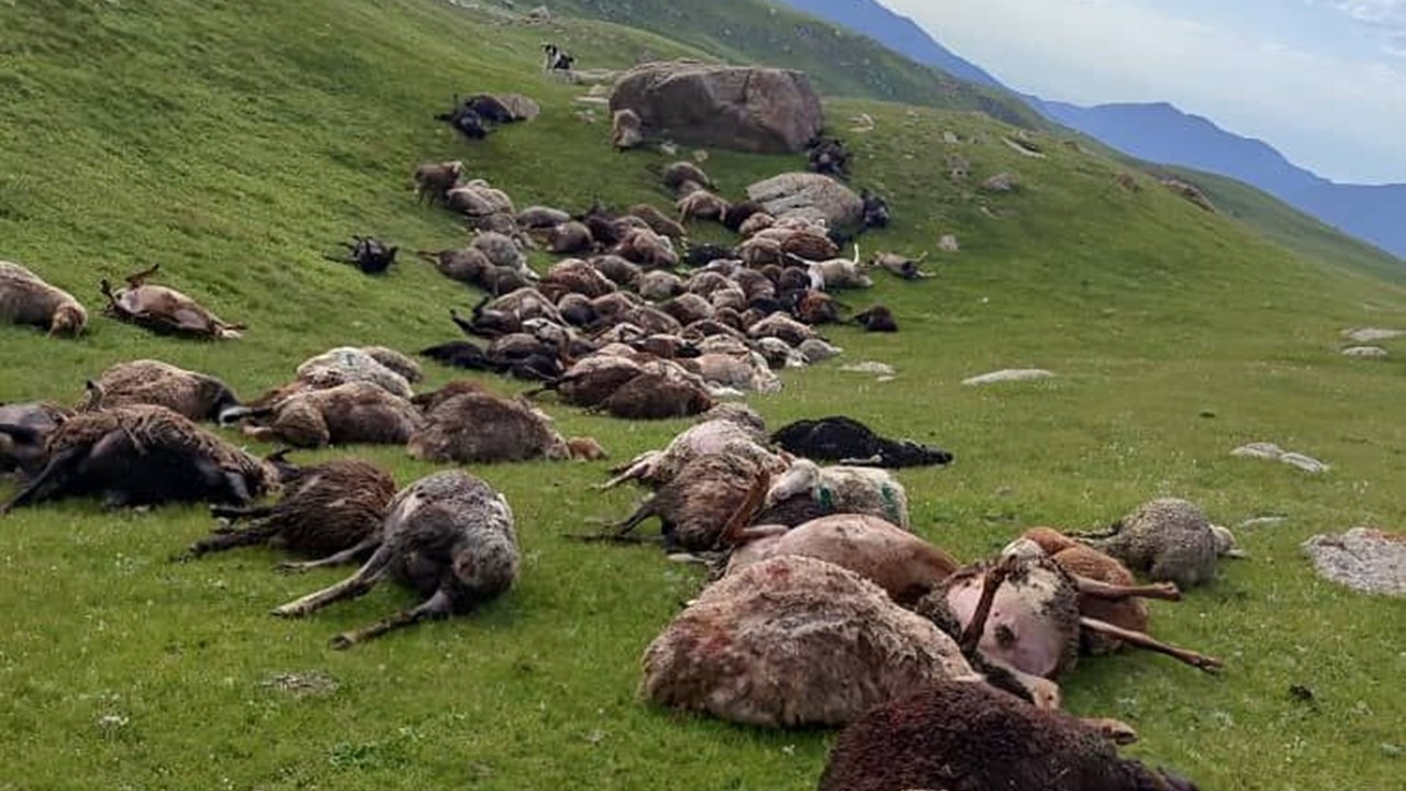 Yıldırım düştü: 250 koyun telef oldu