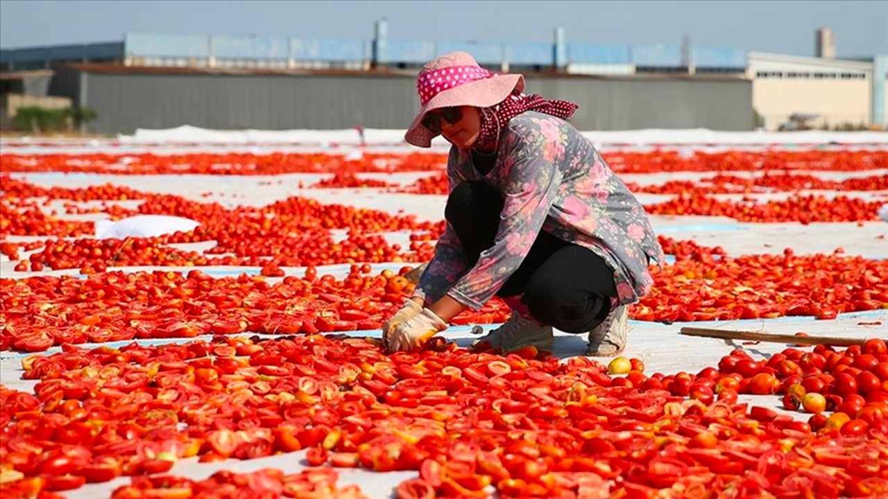 Kuru domatesler ilk 6 ayda 63 milyon dolar ihraç edildi, hedef 100 milyon dolar
