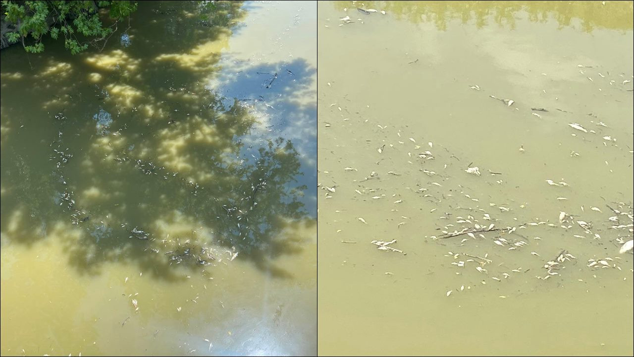 Melen Çayı'nda toplu balık ölümleri