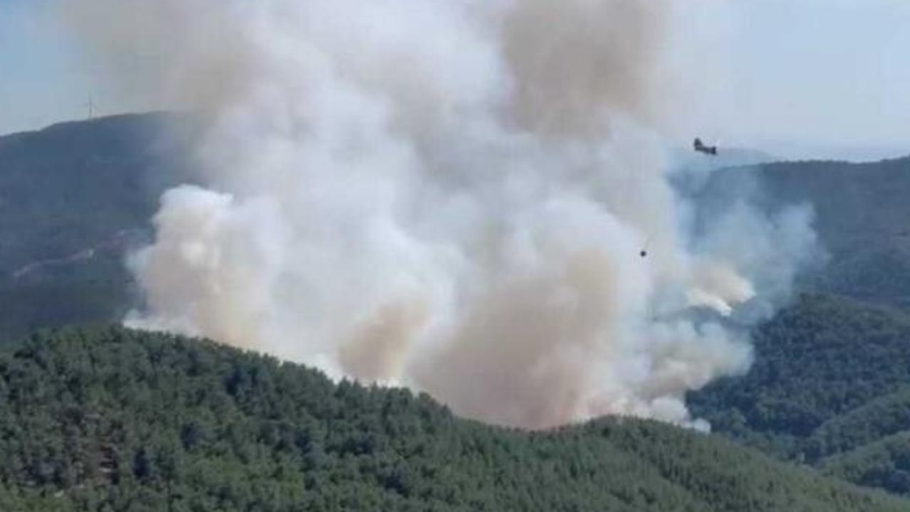 İzmir Selçuk'ta orman yangını: Müdahale sürüyor
