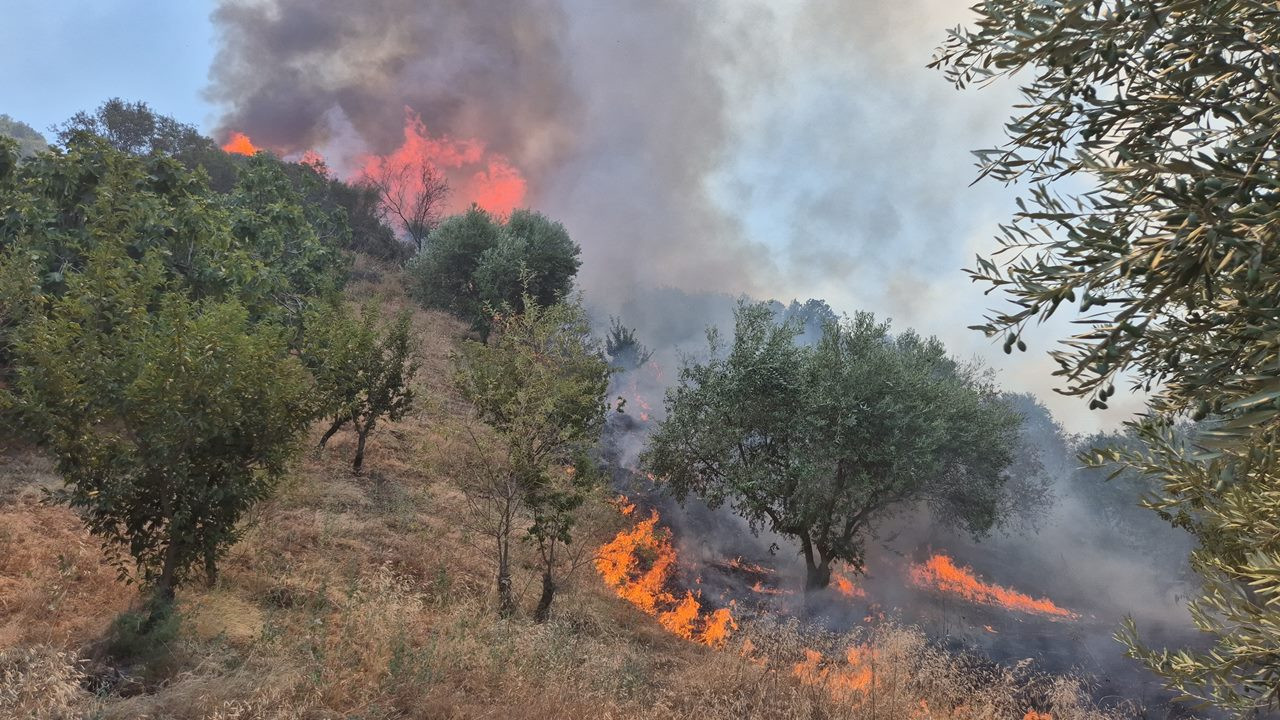 SON DAKİKA: Manisa Turgutlu'da orman yangını!