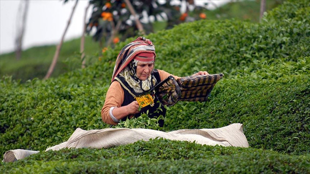 Türk çayı yılın ilk yarısında 112 ülkede alıcı buldu