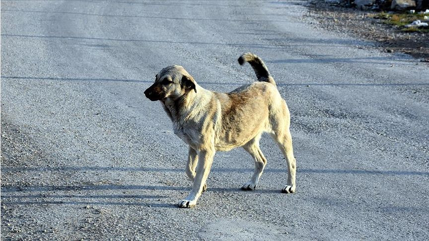 Sokak köpekleri öldürülecek mi? Meclisten geçti! 10 soruda sokak hayvanlarına yönelik düzenleme - Sayfa 4