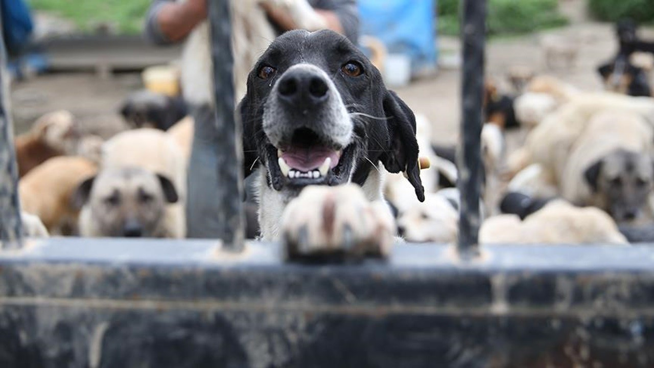 Sokak köpekleri öldürülecek mi? Meclisten geçti! 10 soruda sokak hayvanlarına yönelik düzenleme